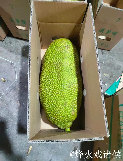 菠萝蜜视频在线观看免费 菠萝蜜视频在线观看免费